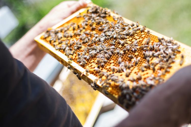 Bienenprojekt