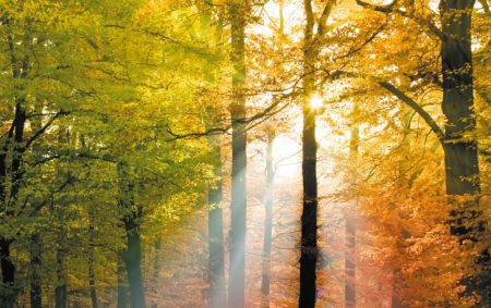 Wald